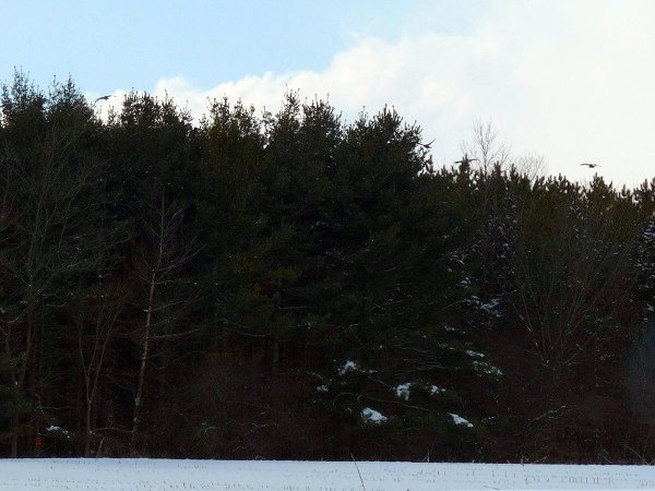 turkeys flying over the treeline