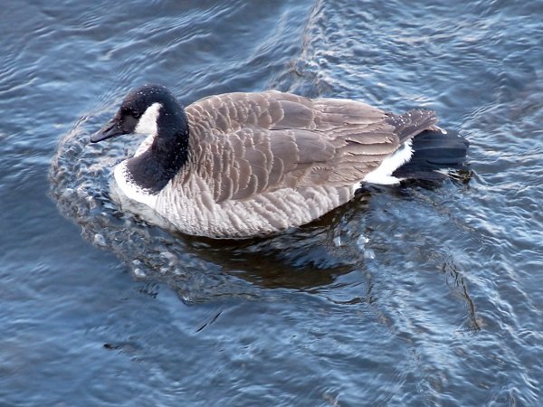canadian goose swimming