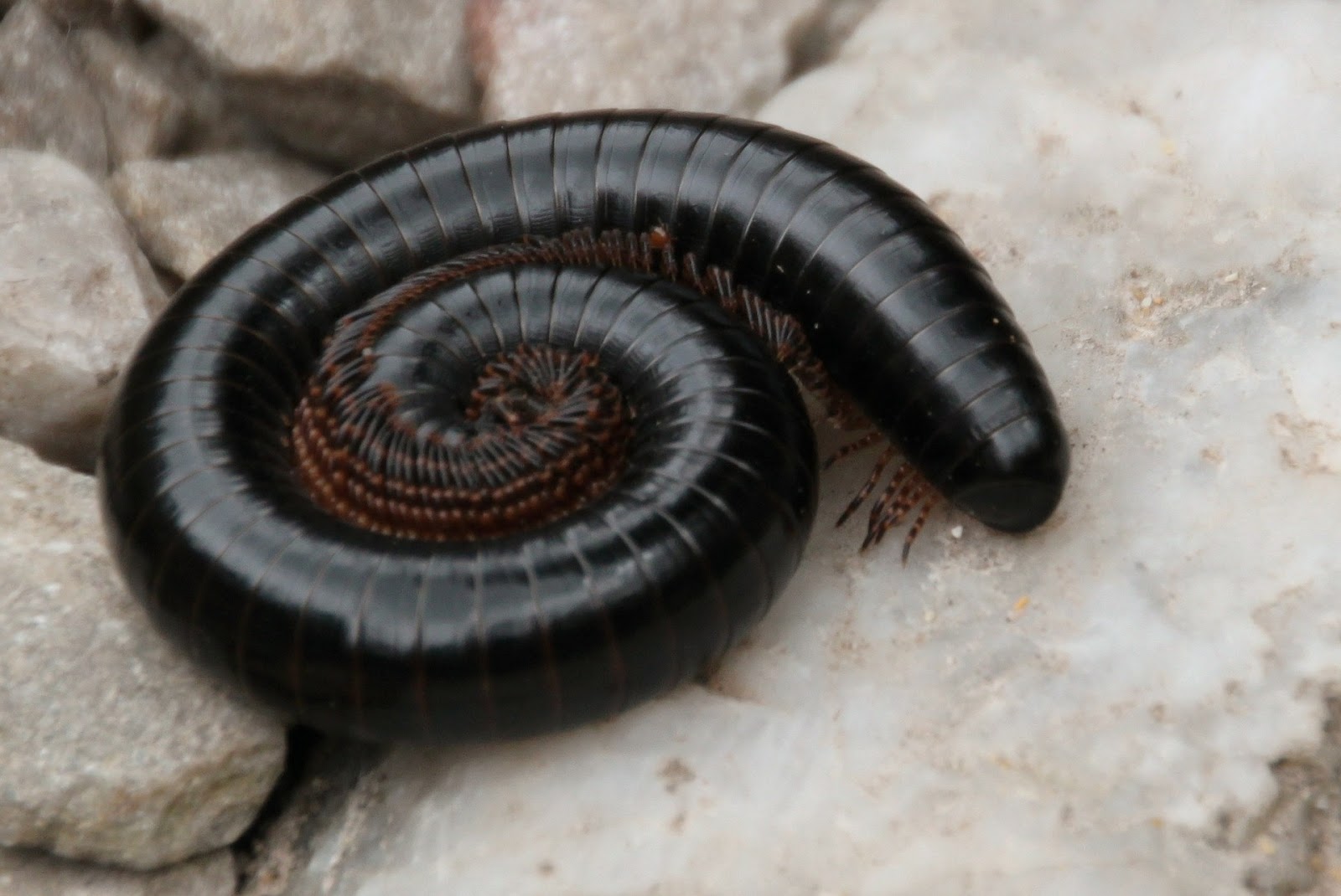 Giant millipede