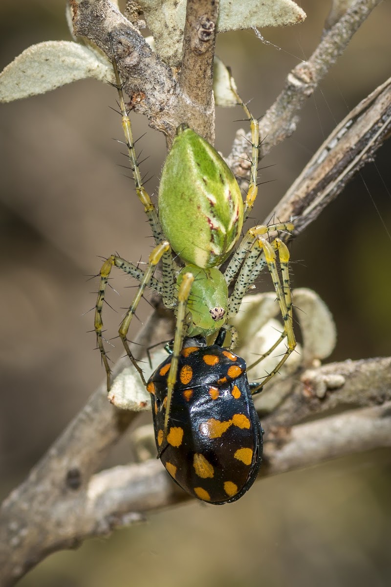 Green Lynx Spider (female)