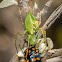 Green Lynx Spider (female)