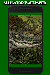 Alligator Wallpaper HD 4K Background(圖3)-速報App