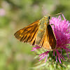 The large skipper