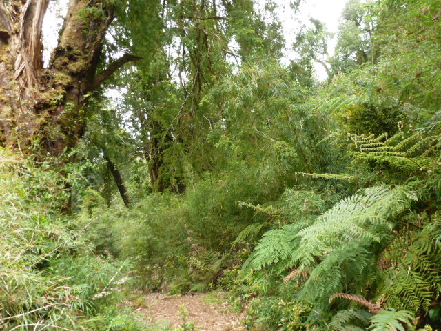 PARQUE NACIONAL ALERCE ANDINO. RESERVA LLANQUIHUE - CHILE, de Norte a Sur con desvío a Isla de Pascua (2)