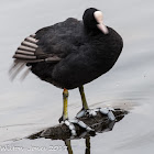 Coot