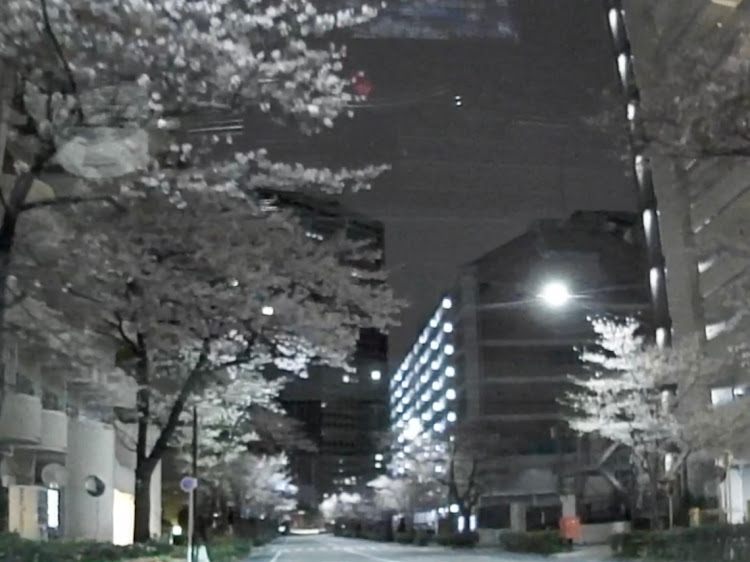 RX-8の夜桜・深夜のドライブ・感染対策徹底に関するカスタム事例の投稿画像2枚目