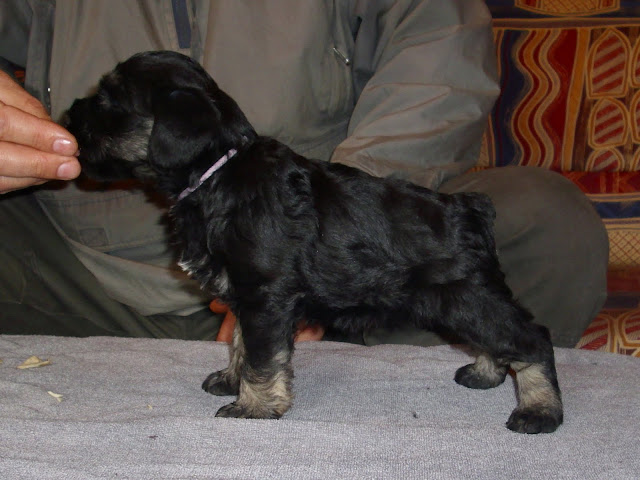 Black&silver - New Litter "D" - kennel "Flor D' Luna" DSCI0830