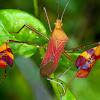 Flag-footed Bug