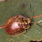 Leaf beetle