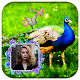 Download Peacock Photo Frames 2017 For PC Windows and Mac 1.0