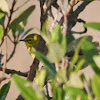 Prairie Warbler