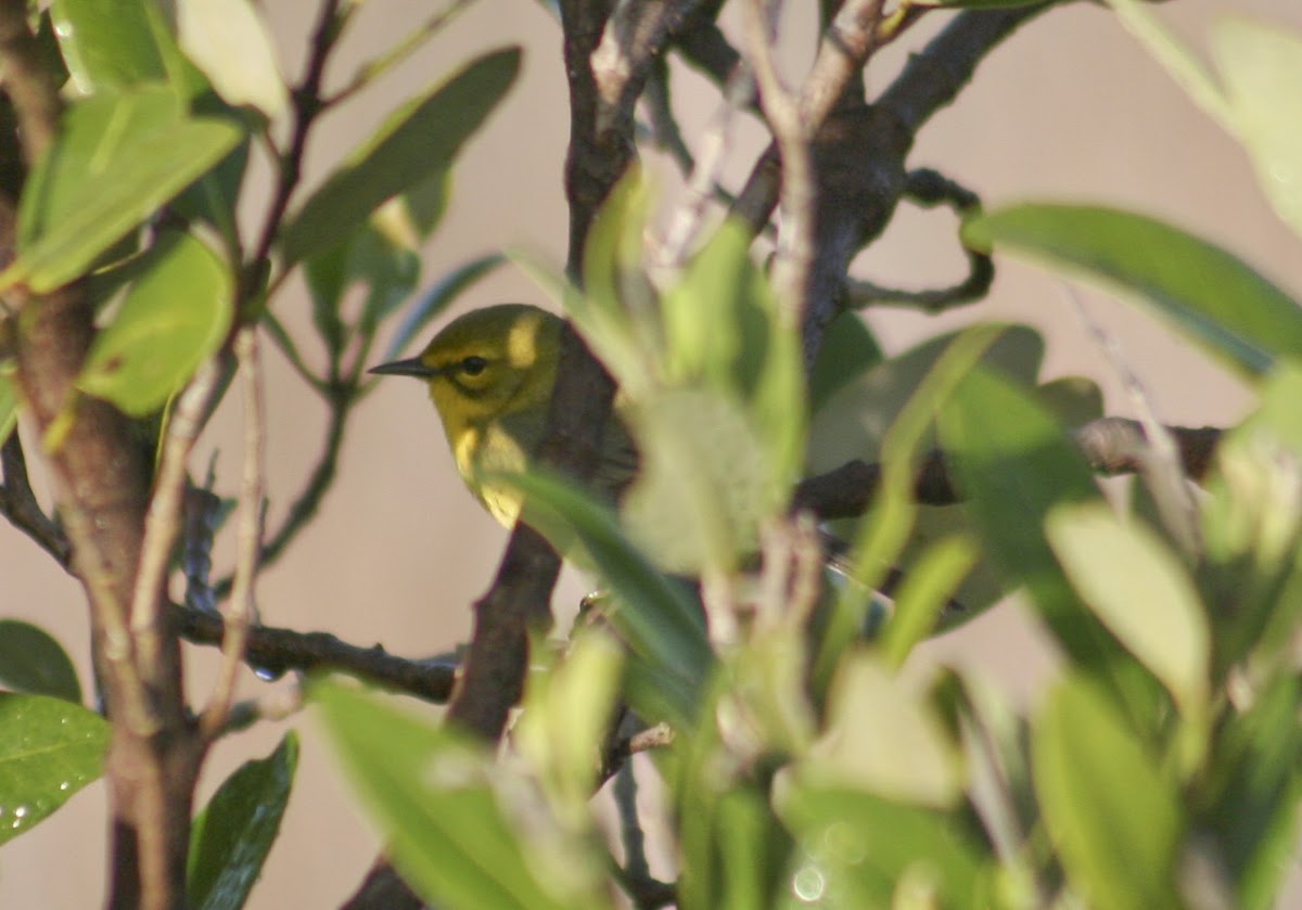 Prairie Warbler