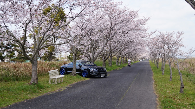 RCZの佐賀空港・桜並木・一眼・フィルターに関するカスタム事例の投稿画像1枚目