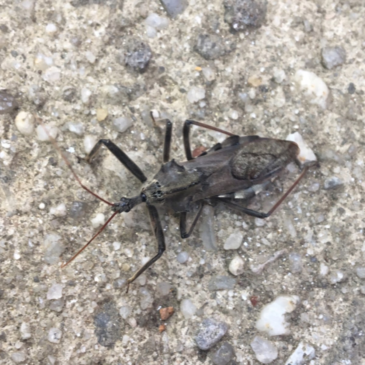 Assassin bug, wheel bug