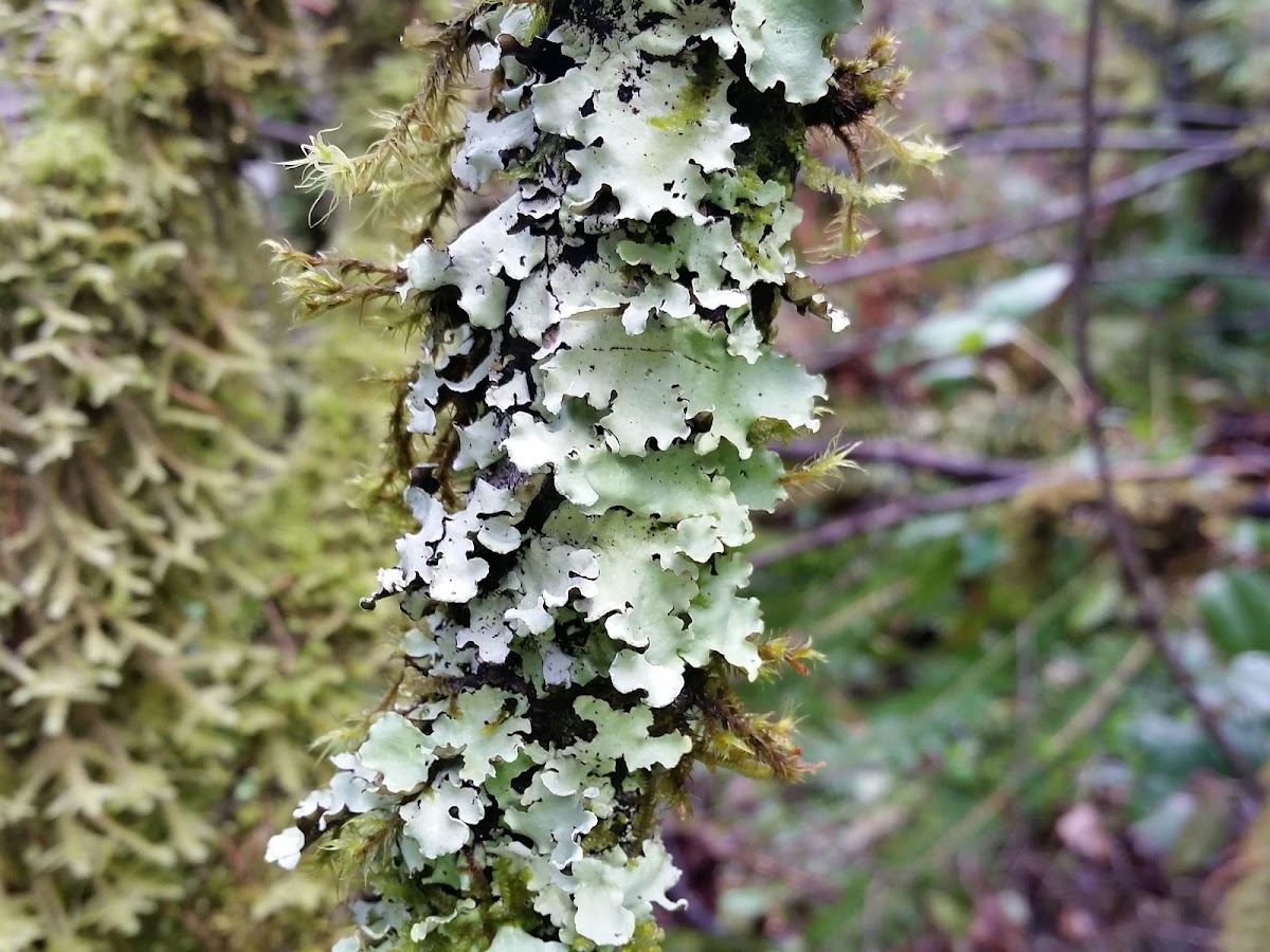 Black Stone Flower lichen