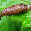 Semi-slug