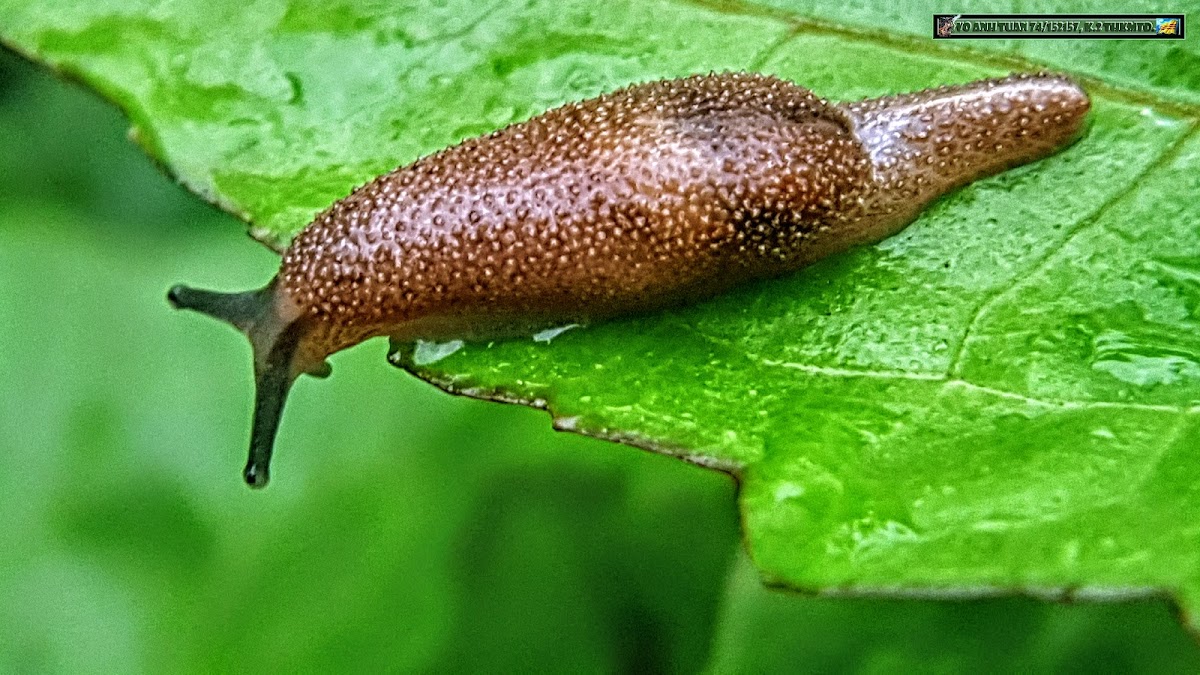 Semi-slug