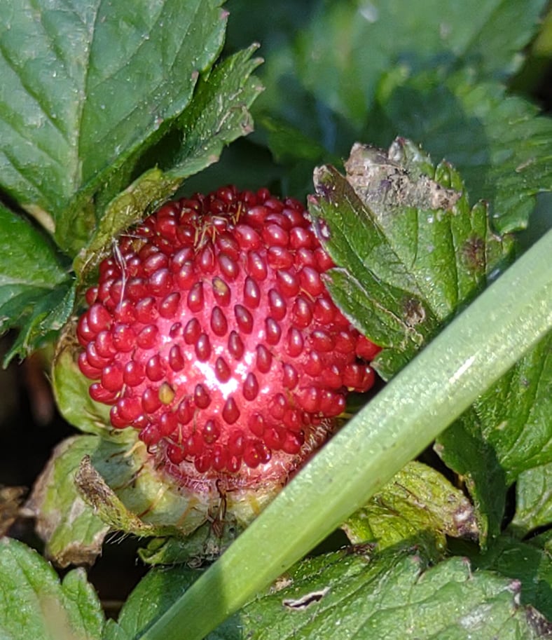 Mock Strawberry