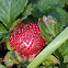 Mock Strawberry