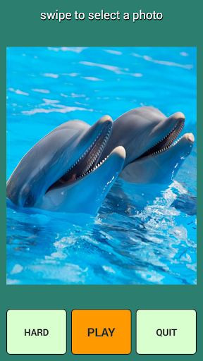 Dolphins Puzzle