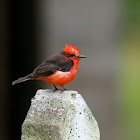 Vermilion Flycatcher