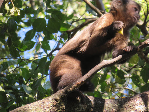 Monkeying Around in South Africa 2017