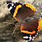 Red Admiral