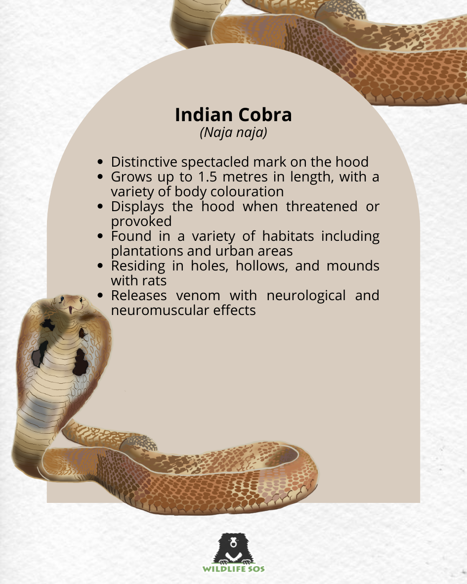 Cobra, Venomous Snake Species & Characteristics