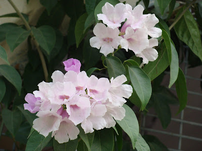 India Garden A Bloom Too Soon