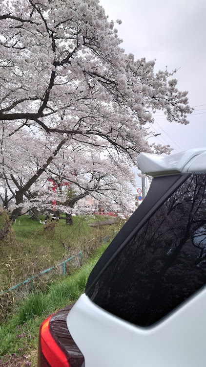 ライズの桜コラボ・桜と愛車・サクライズ・ドライブに関するカスタム事例の投稿画像3枚目