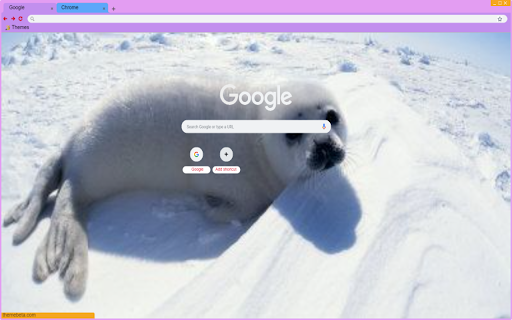 seals sunbathing