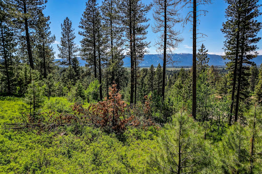 Pine forest and mountainous landscape in this luxury land for sale in Donnelly ($175,000 - 6,394 m²)