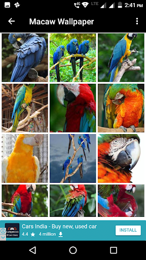 Macaw Wallpaper