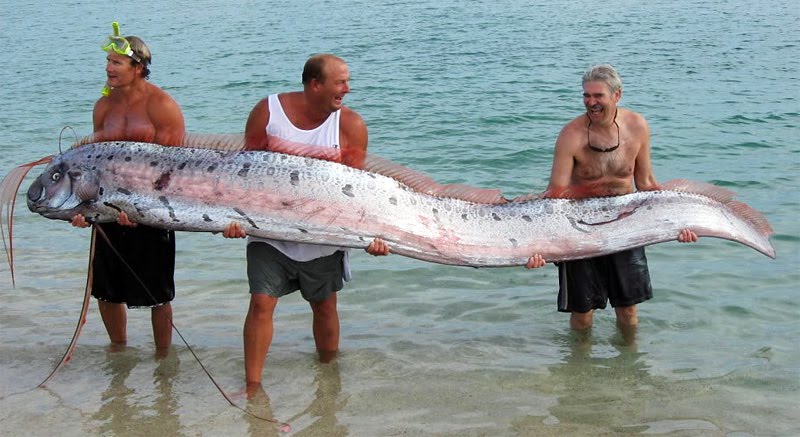 oarfish-sea-serpent.jpg