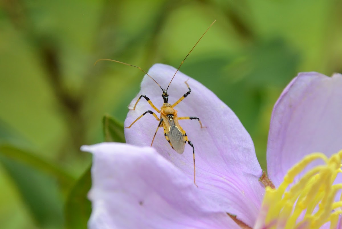 Yellow Assassin Bug