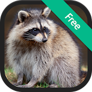 Raccoon Sounds and Ringtones  Icon
