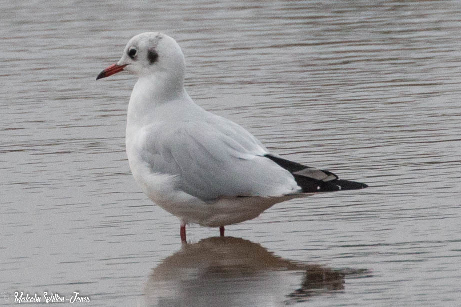 Black-headed Gull