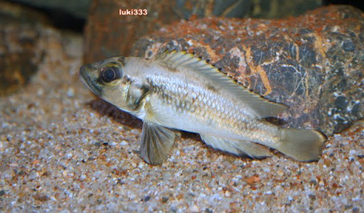 LEPIDIOLAMPROLOGUS LEMAIRII - Página 3 IMG_8860