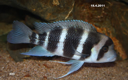 Cyphotilapia sp north burundi - Página 11 IMG_9219