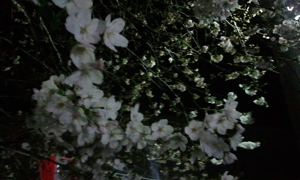  ราตรีซากุระ - 夜桜 - SAKURA at Night 2011