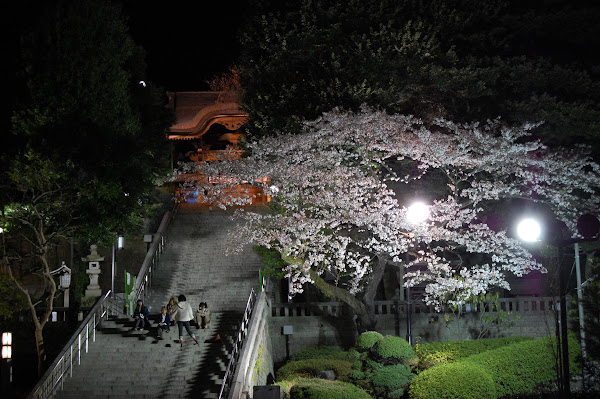 撮影場所：宇都宮大通りの二荒山神社