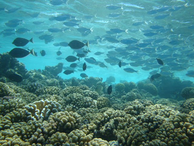 Blog de perretausoleil : Voyage au bout du monde de la famille PERRET, Rangiroa plong�e 2