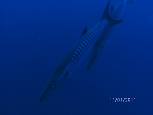 Blog de perretausoleil : Voyage au bout du monde de la famille PERRET, Rangiroa plong�e 3
