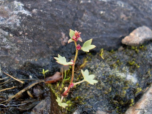 Knoppbräcka Saxifraga cernua