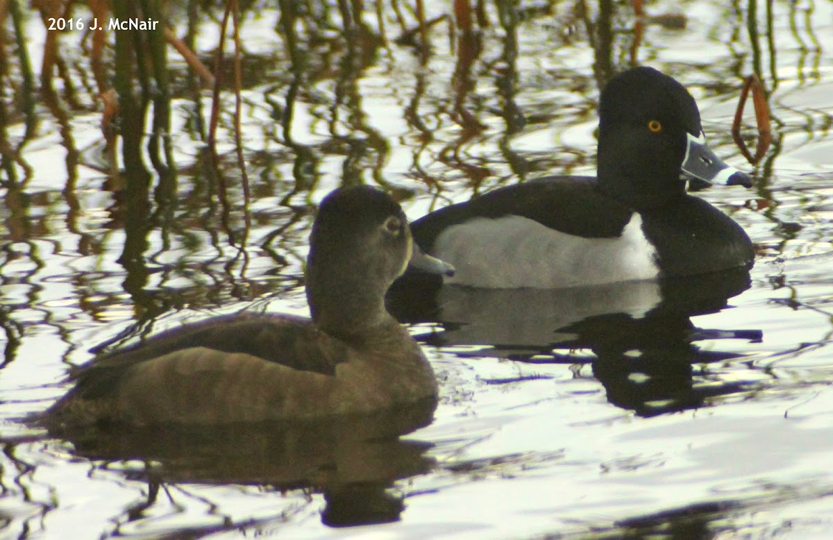 Ring-necked Duck