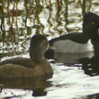 Ring-necked Duck