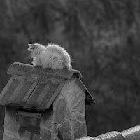 Il gatto...sul tetto che scotta di 