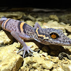 Chinesischer Leopard Gecko