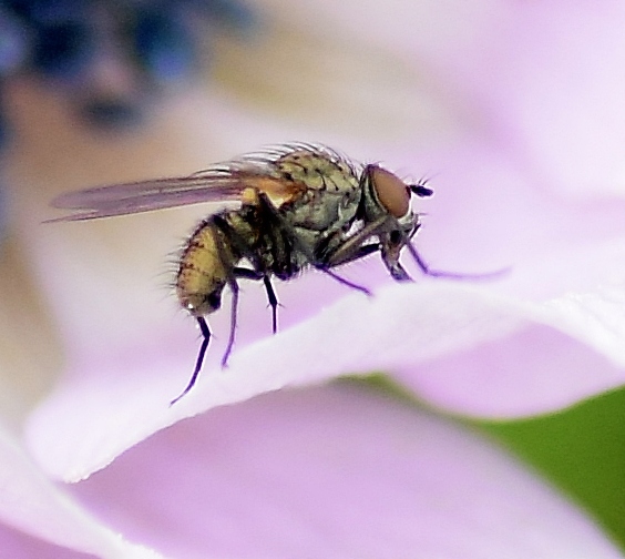 Satellite Fly