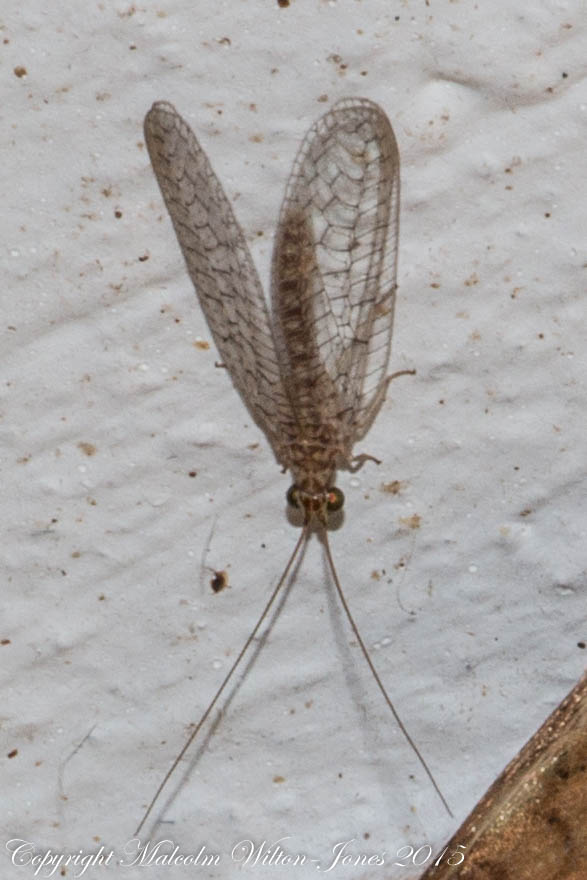 Brown Lacewing